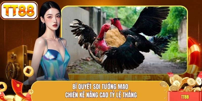 Bí quyết soi tướng mạo chiến kê nâng cao tỷ lệ thắng