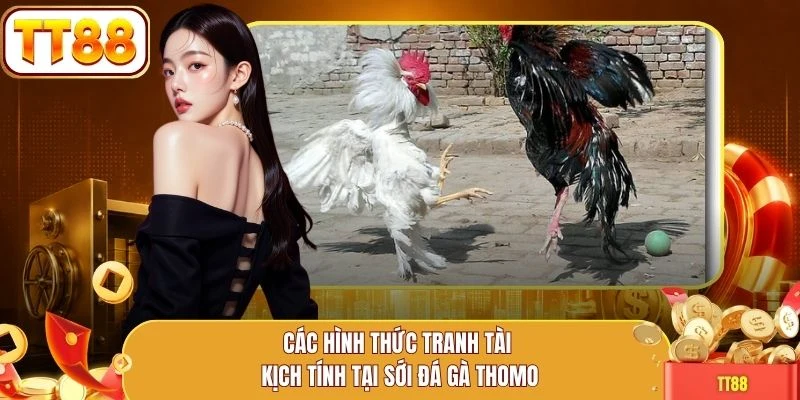Các hình thức tranh tài kịch tính tại sới đá gà Thomo
