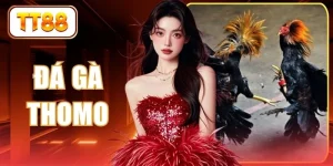 Đá Gà Thomo