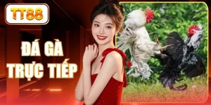 Đá Gà Trực Tiếp