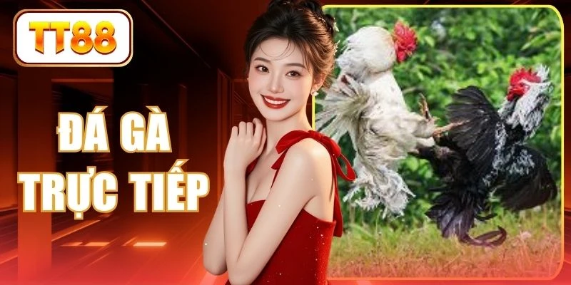 Đá Gà Trực Tiếp
