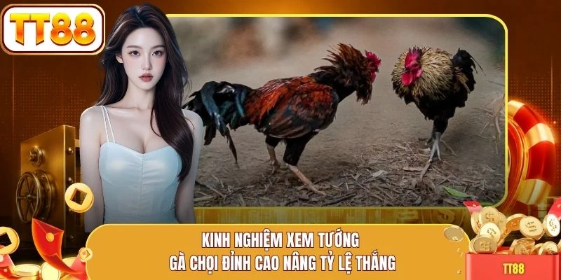 Kinh nghiệm xem tướng gà chọi đỉnh cao nâng tỷ lệ thắng