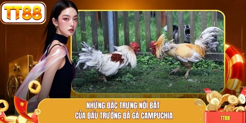 Những đặc trưng nổi bật của đấu trường đá gà Campuchia